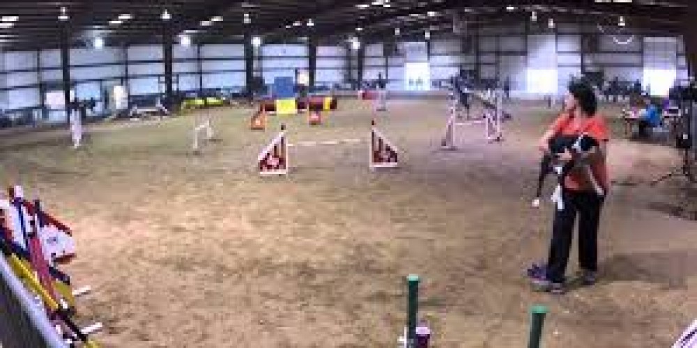 a day at dog agility