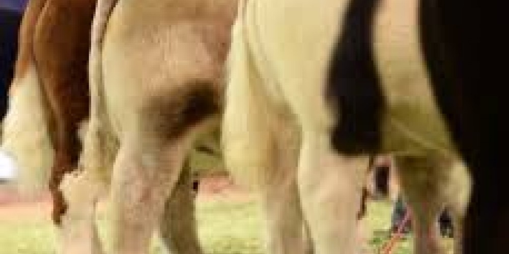 Battle of the Cattle