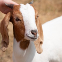 goat